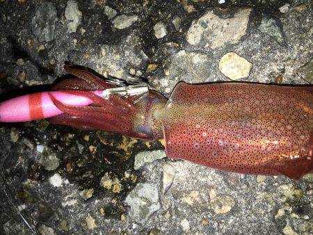 ライトエギング