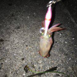 ケンサキライトエギング