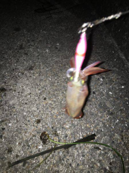 ケンサキライトエギング