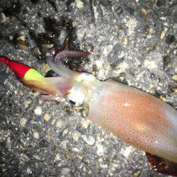 ライトエギング