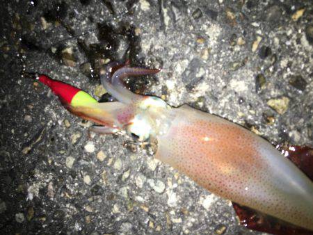 ライトエギング