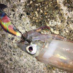 ランガンライトエギング