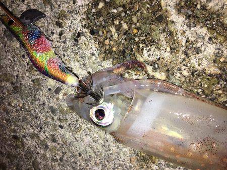 ランガンライトエギング