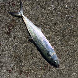 ポーアイ沖サゴシ タチウオ