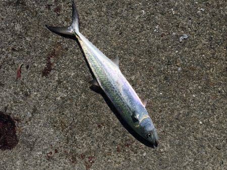 ポーアイ沖サゴシ タチウオ