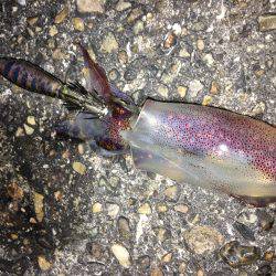 ダメよ〜ダメダメエギング