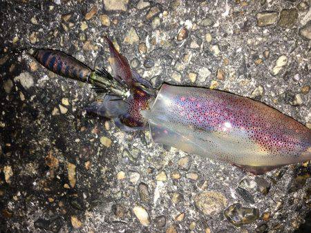 ダメよ〜ダメダメエギング