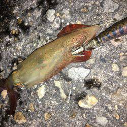 全くダメケンサキ