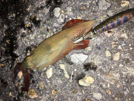 全くダメケンサキ