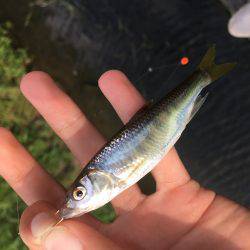 オイカワめっちゃ綺麗