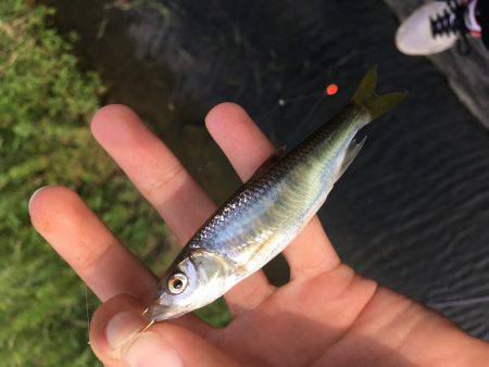 オイカワめっちゃ綺麗