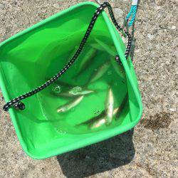 キスのつもりがサビキw