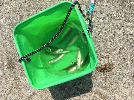 キスのつもりがサビキw