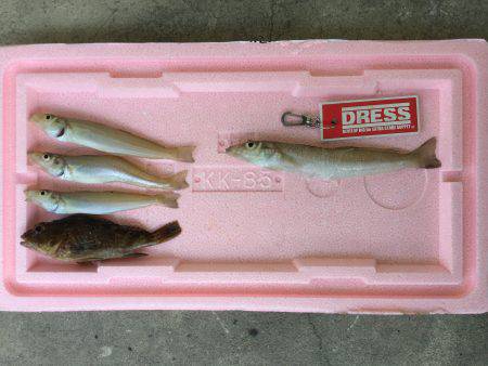 キス釣りのはずが全然釣れず..」