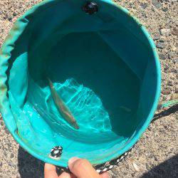 釣り始め遅すぎたw