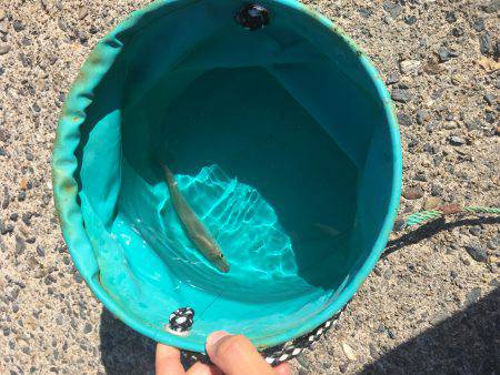 釣り始め遅すぎたw