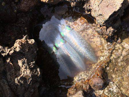 アオリイカ新子サイズ調査