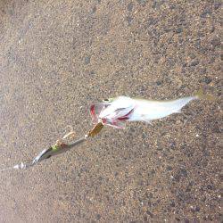 安定のタコ釣り16