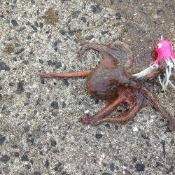 タコ釣り終盤10