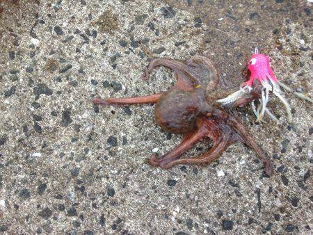 タコ釣り終盤10