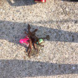 タコワンファイナル