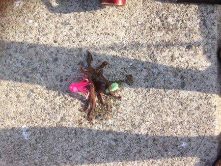 タコワンファイナル