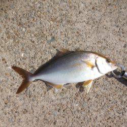 ハマチツーシオワン