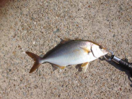 ハマチツーシオワン