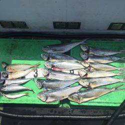 シイラは外れ年