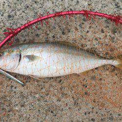 ショアジギング