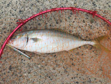 ショアジギング