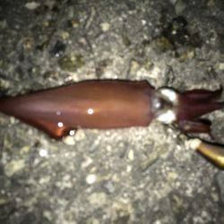 ライトエギング