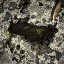 穴釣り、ライトエギング