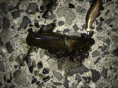 穴釣り、ライトエギング