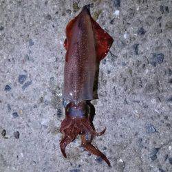 ケンサキイカ 大爆釣