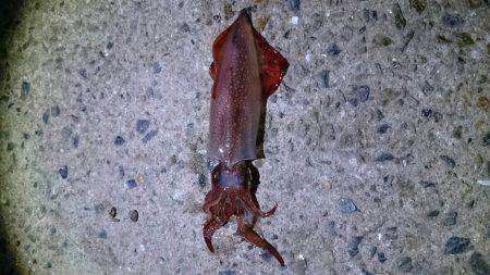 ケンサキイカ 大爆釣