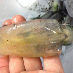 ケンサキで大賑わい