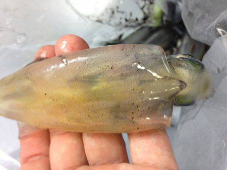 ケンサキで大賑わい