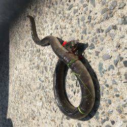 初めて泳がせ釣りで釣りました！ 竿が吹っ飛んで行きかけて焦りました‼︎