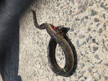 初めて泳がせ釣りで釣りました！ 竿が吹っ飛んで行きかけて焦りました‼︎