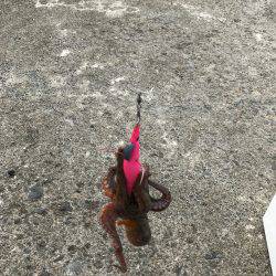 仕事帰りにちょっとだけタコ釣り