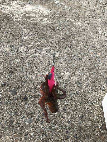 仕事帰りにちょっとだけタコ釣り