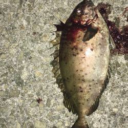 ジグパラ アイゴ(37㎝)