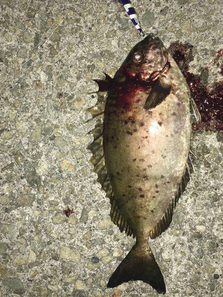 ジグパラ アイゴ(37㎝)