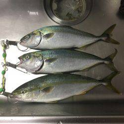 シーバス狙いのツバス