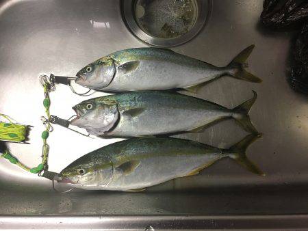 シーバス狙いのツバス