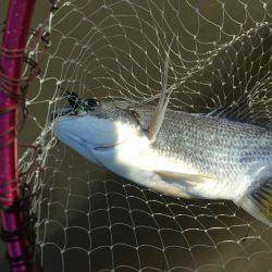 チヌデイゲーム