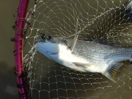 チヌデイゲーム