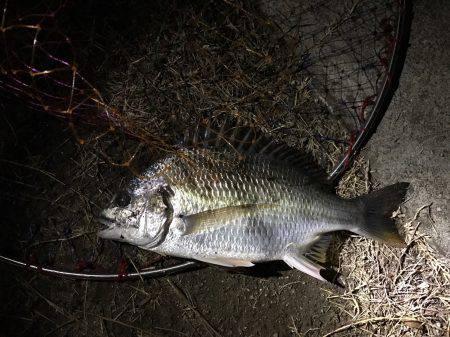 夜のカニ落とし込みでキビレ