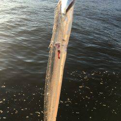 北公園ライトショアジギングでタチウオ